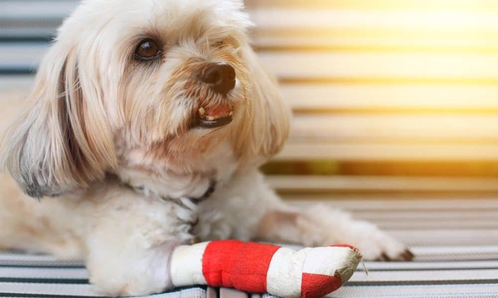 5 Bone and Joint Issues Often Plaguing Pet Dogs